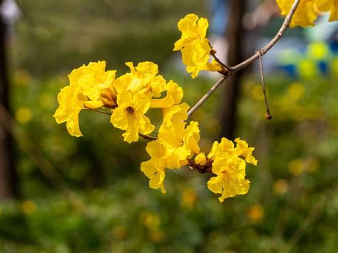 黃鐘花風水|香港黃花風鈴木2024｜香港黃花風鈴木盛放 6大觀賞熱點推